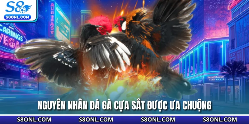 Nguyên nhân đá gà cựa sắt được ưa chuộng