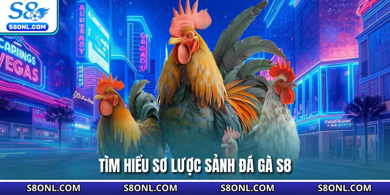 Tìm hiểu sơ lược sảnh đá gà S8